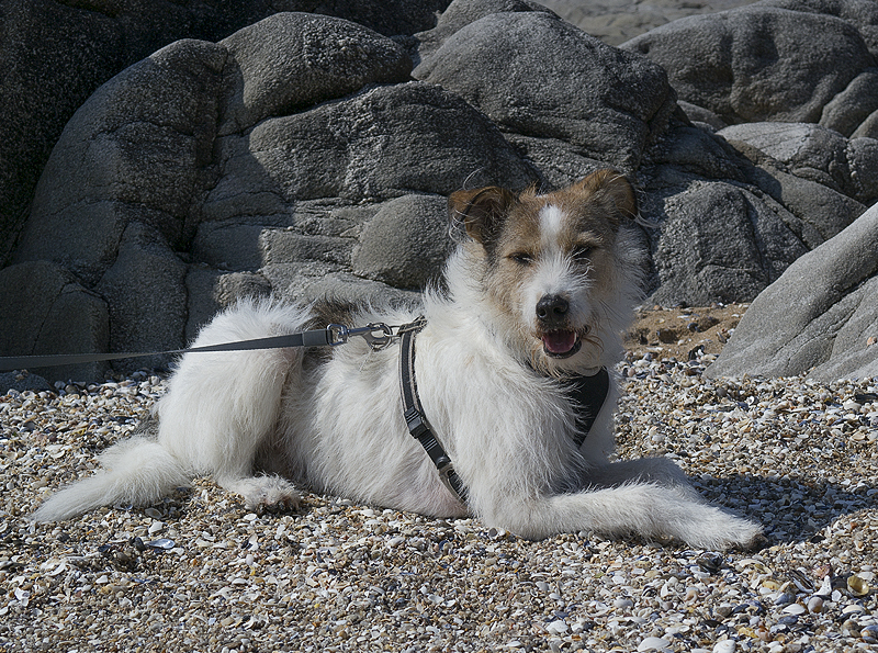 Felix  20150513_Tour Loire 05 - 201520150513_05135379 als Smartobjekt-1 Kopie.jpg - Für Felix gibt es am Strand auch immer wieder etwas Neues zu entdecken